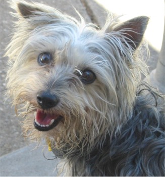 TERRIER CU PAR MATASOS